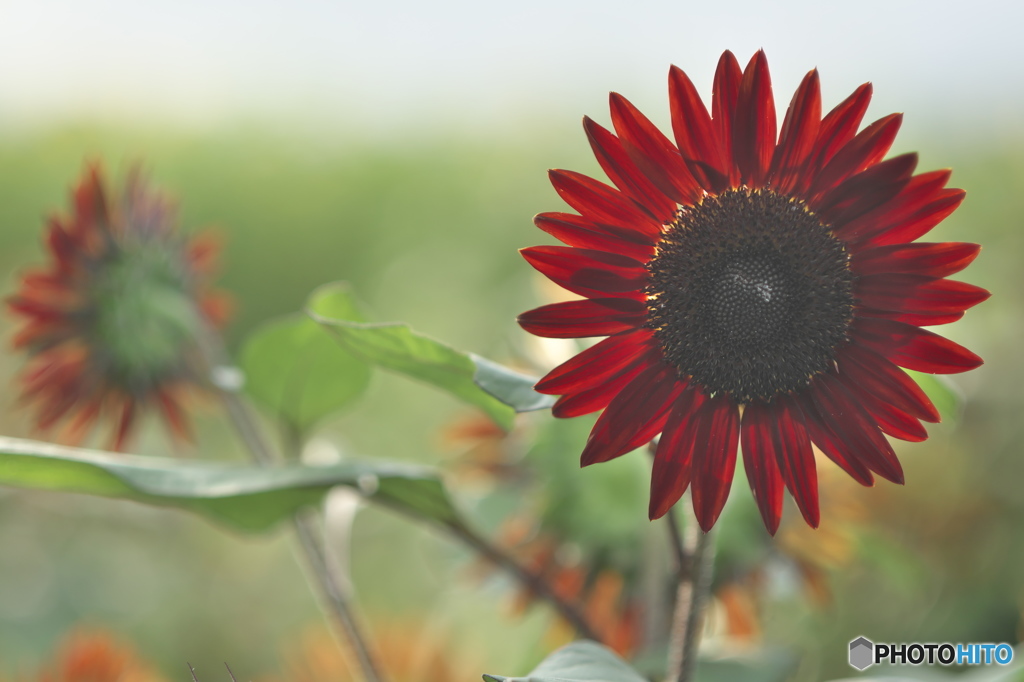 ヒマワリ祭り　c