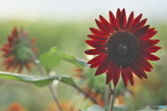 ヒマワリ祭り　c