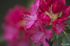 近くの公園に咲いていたシヤクナゲ