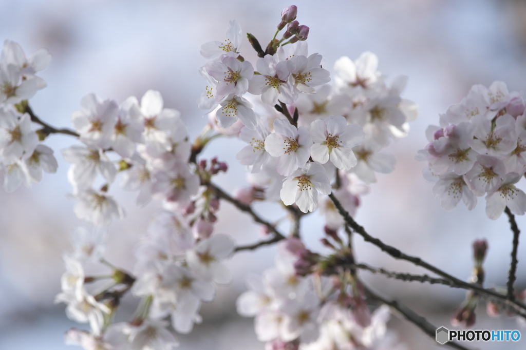 河川敷に咲く桜