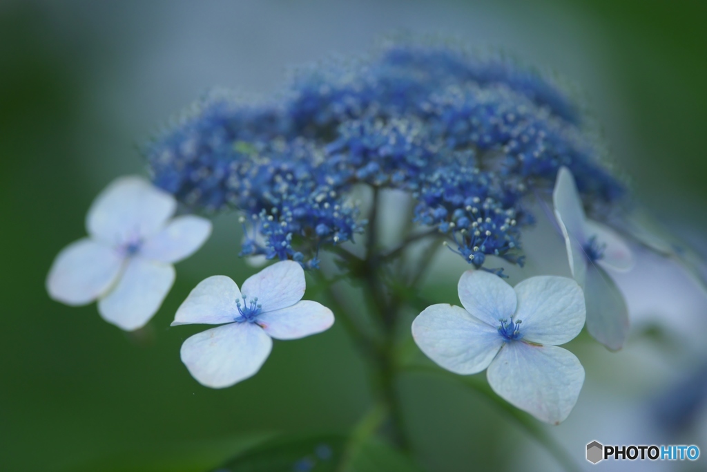 夏の花　紫陽花　参