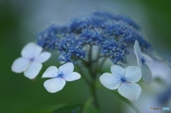 夏の花　紫陽花　参