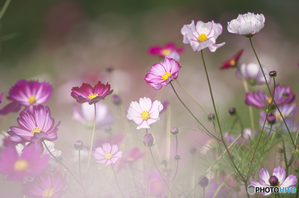 コスモス
