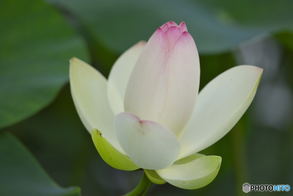 澤観音寺のハス　b