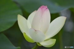 澤観音寺のハス　b