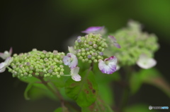 雨引観音の額紫陽花　三