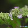 雨引観音の額紫陽花　三