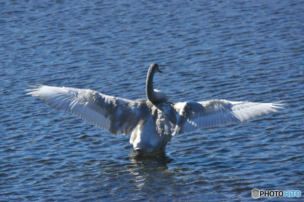 水の綺麗な清流の白鳥