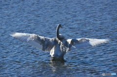 水の綺麗な清流の白鳥