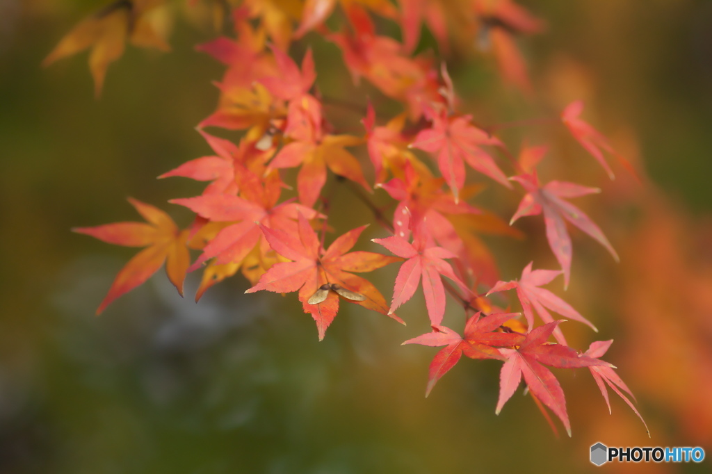 紅葉