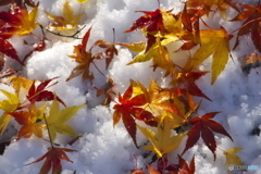 落ち葉の雪舞台