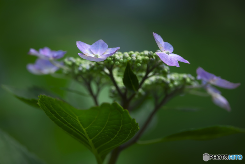 雨引観音の紫陽花 ｃ