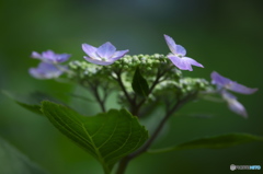 雨引観音の紫陽花 ｃ