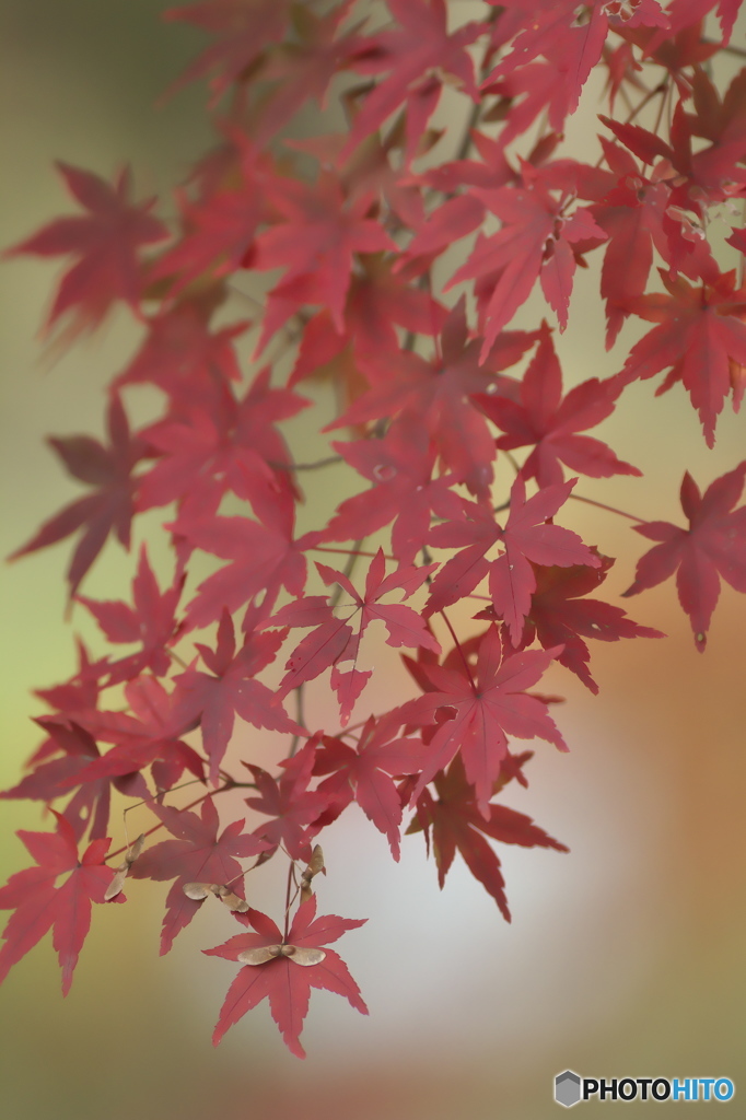 紅葉