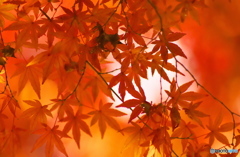 公園の紅葉