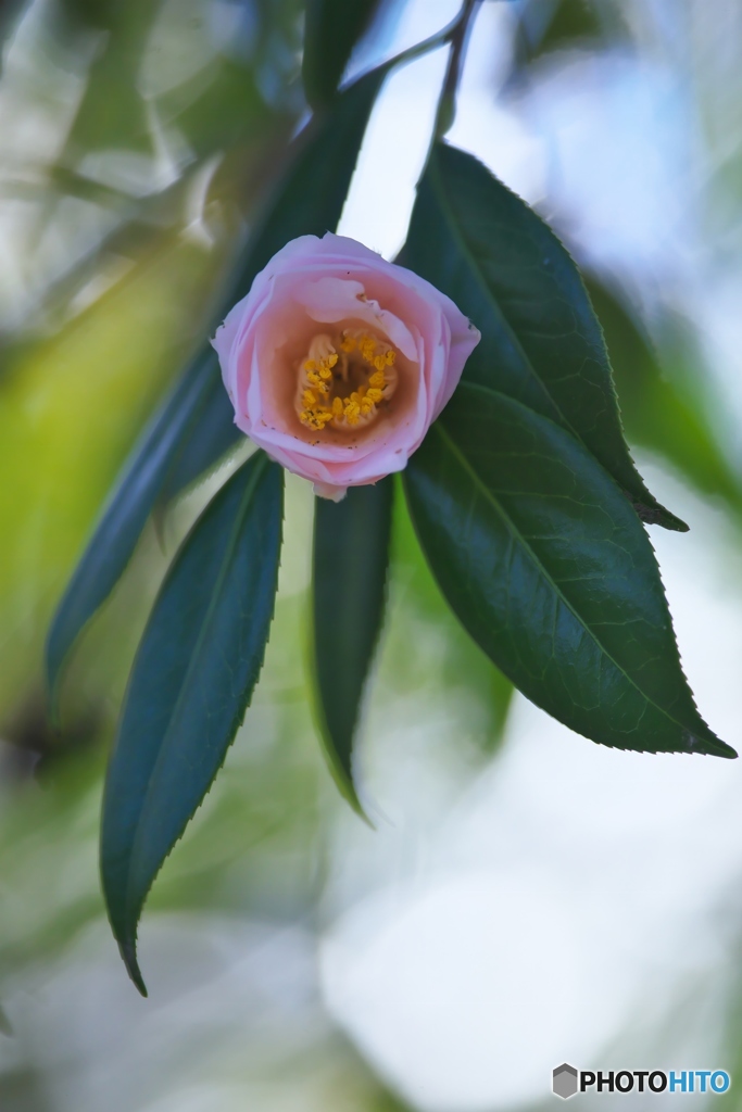 公園の山茶花