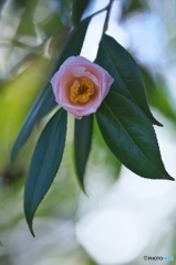 公園の山茶花