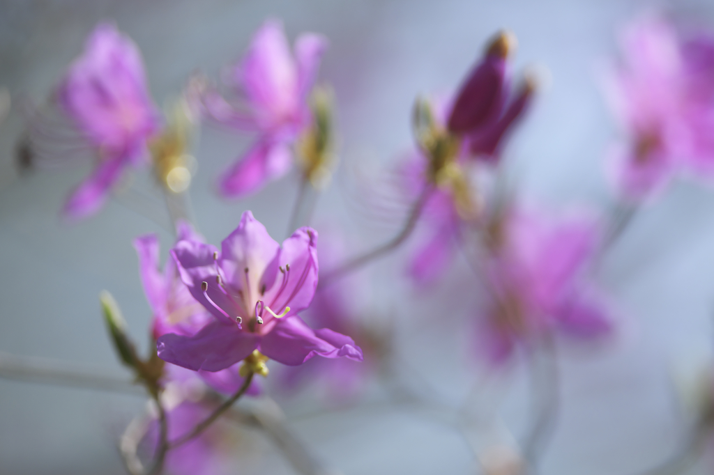 トウゴクミツバツツジ