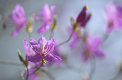 トウゴクミツバツツジ