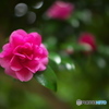 35ｍｍ　ｆ1.4　開放のサザンカ