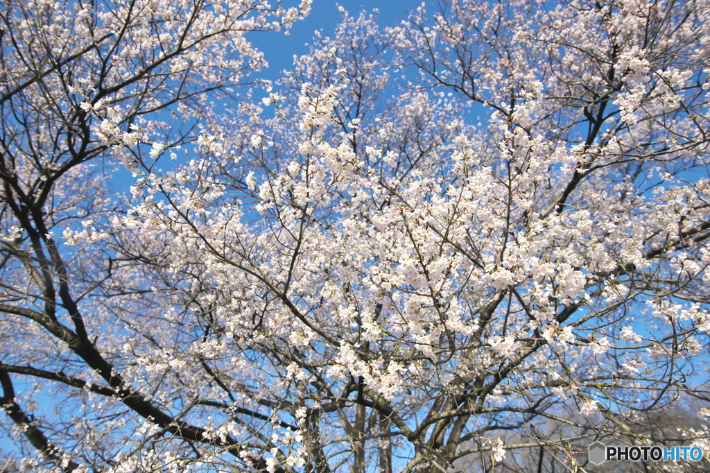 碧天に映える薄墨桜
