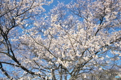 碧天に映える薄墨桜