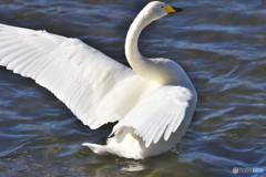 清流に飛来した白鳥
