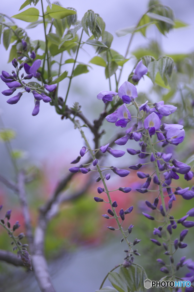 コバケイソウの近くのヤマフジ