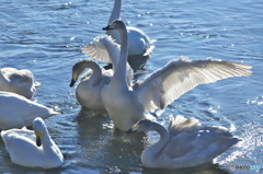 水の綺麗な清流の白鳥