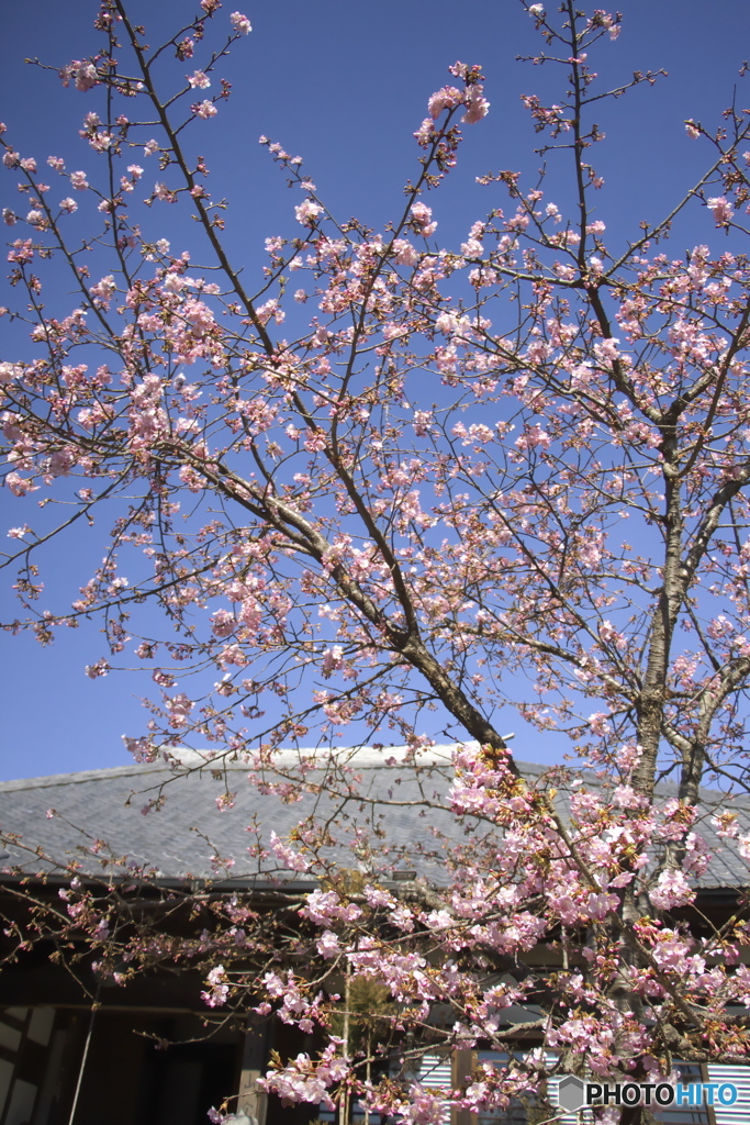 雨引観音の河津桜
