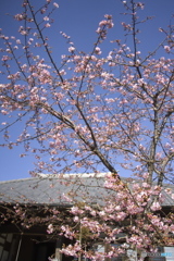 雨引観音の河津桜