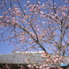 雨引観音の河津桜