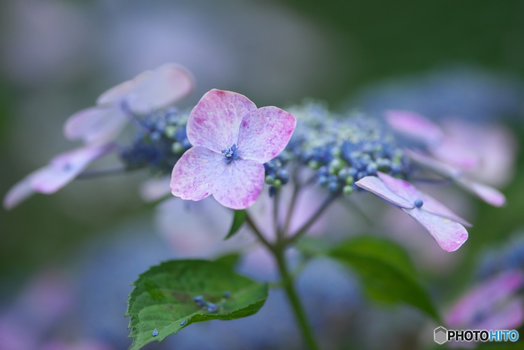澤観音寺のハスと紫陽花　弐