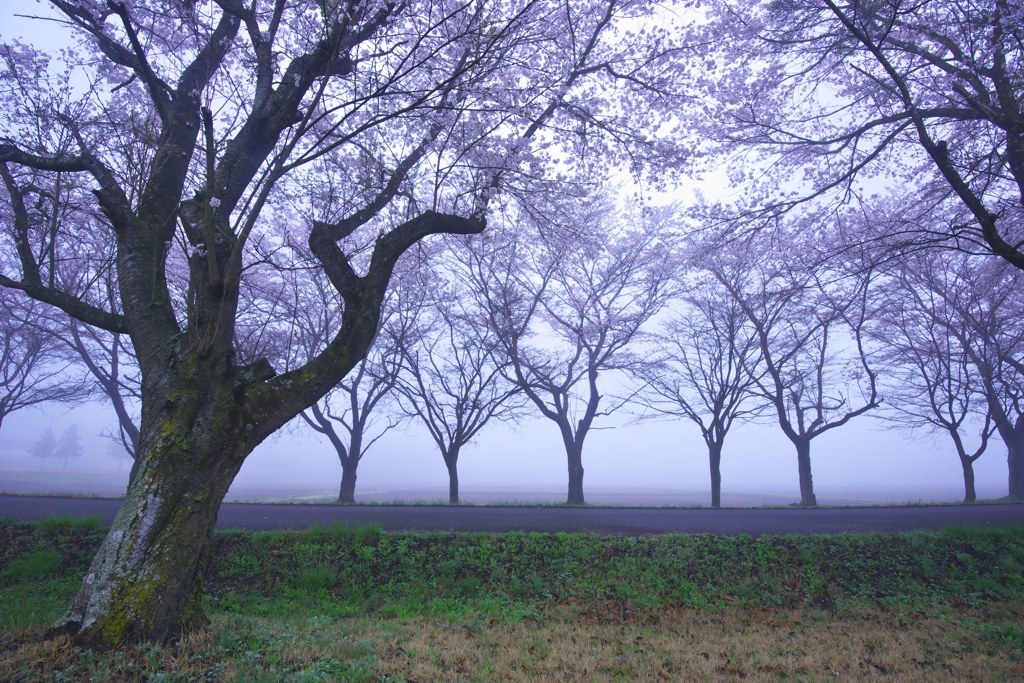 霧の農場の桜