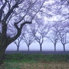 霧の農場の桜