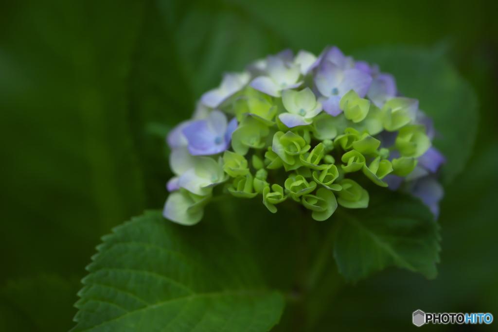 雨引山樂法寺の紫陽花　　参