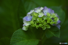 雨引山樂法寺の紫陽花　　参