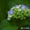 雨引山樂法寺の紫陽花　　参
