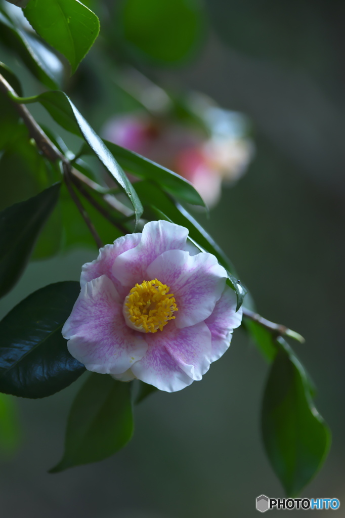 公園の山茶花