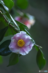 公園の山茶花