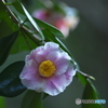公園の山茶花