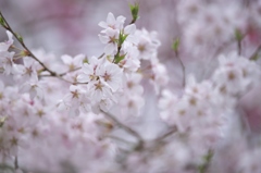近くのお寺の花　五