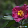 山茶花