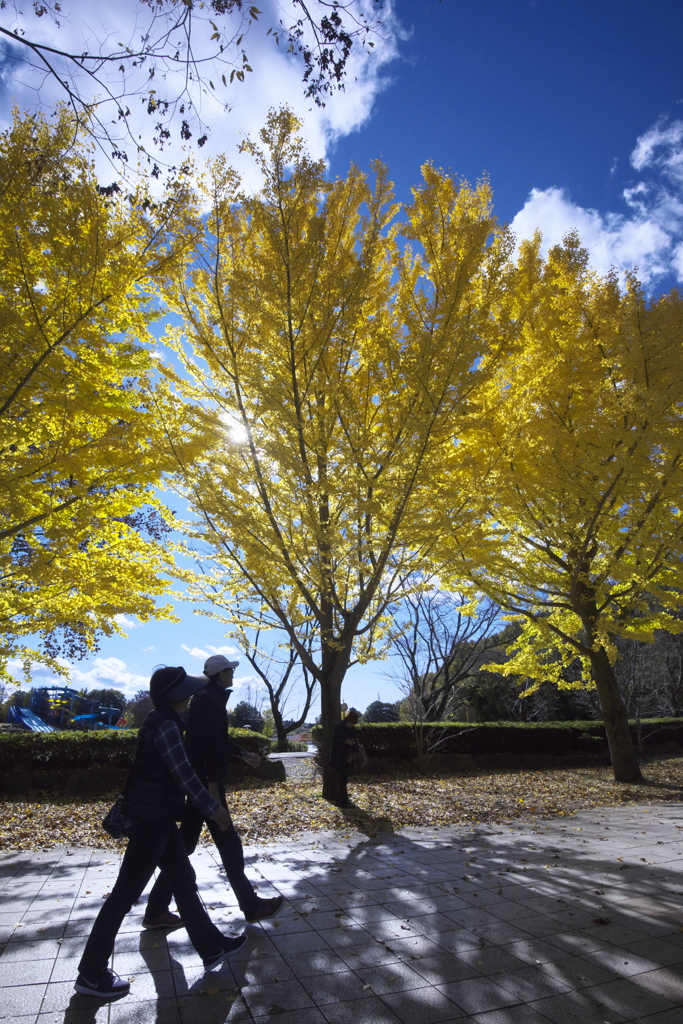 公園の秋　ロ