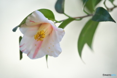 公園のサザンカ