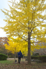公園の秋　ロ