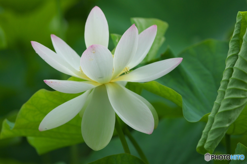 澤観音寺のハス　ｃ