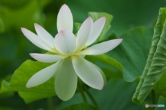 澤観音寺のハス　ｃ