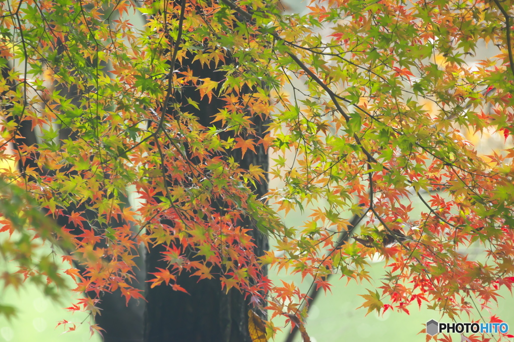 公園の紅葉