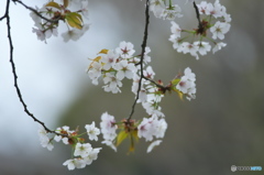 桜川の山桜